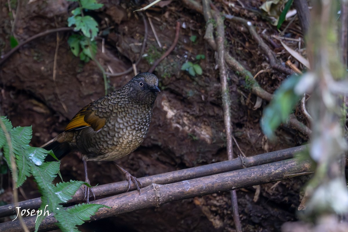 Scaly Laughingthrush - ML647352935