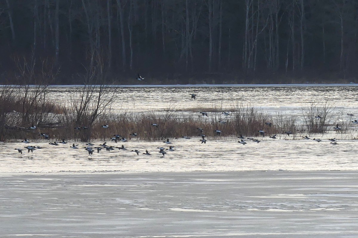 Quattrocchi - ML647352937