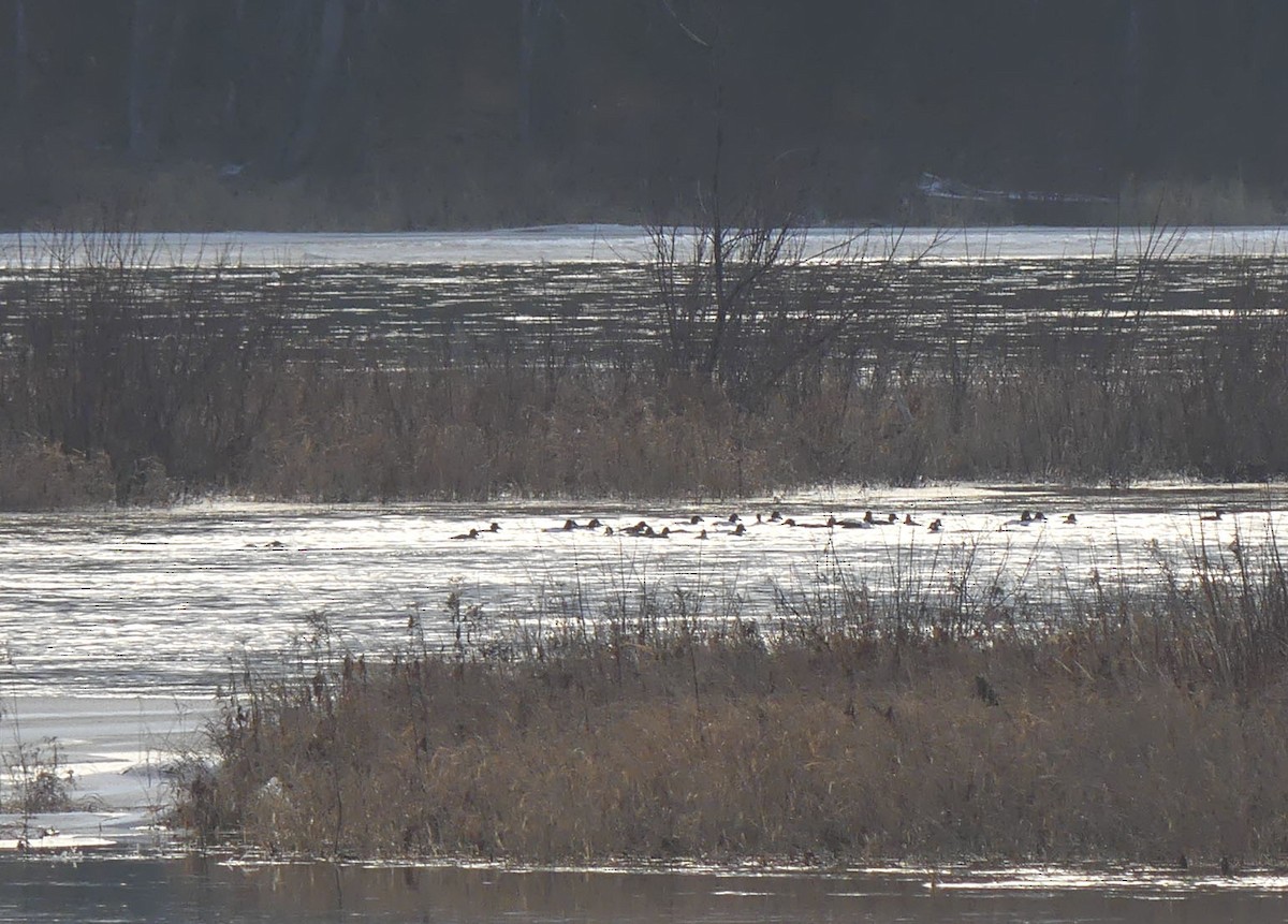 Quattrocchi - ML647352938