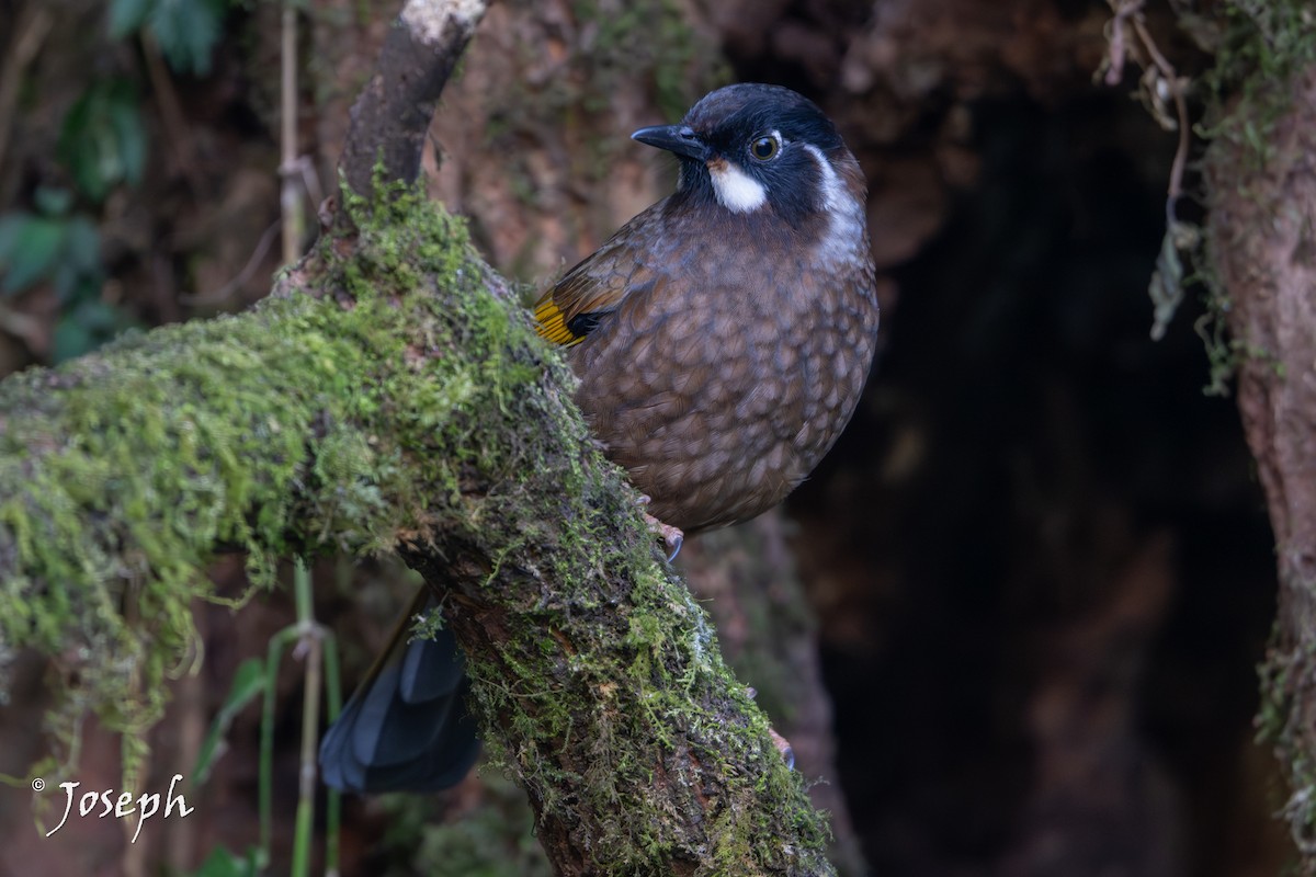 Black-faced Laughingthrush - ML647352950