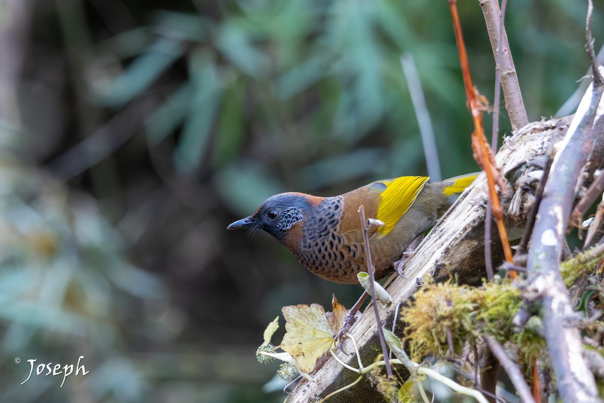 Chestnut-crowned Laughingthrush - ML647352957