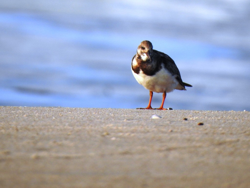 Ruddy Turnstone - ML647352958