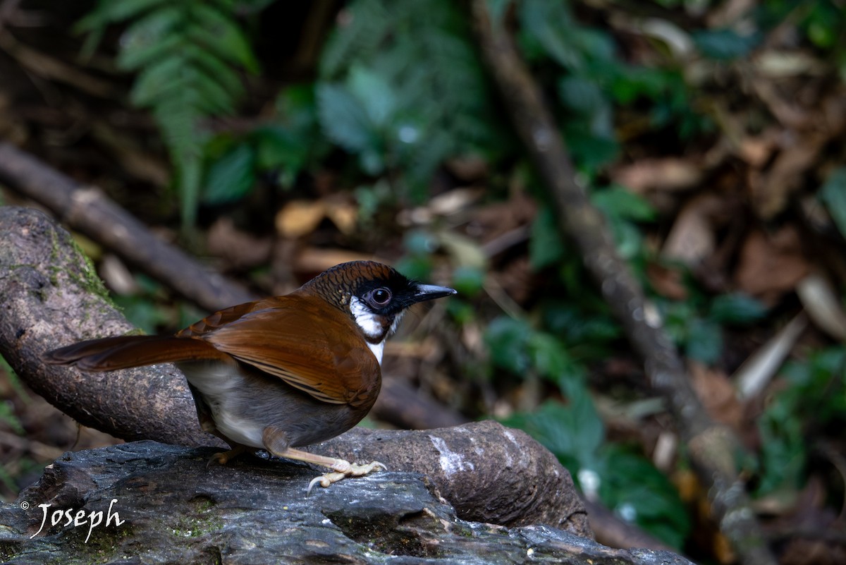 Gray-sided Laughingthrush - ML647352983