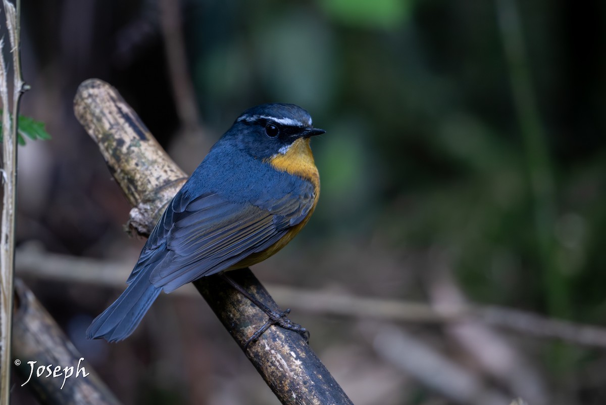 White-browed Bush-Robin - ML647352986