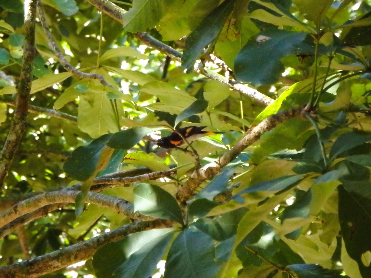 סבכון חכלילי - ML647352987