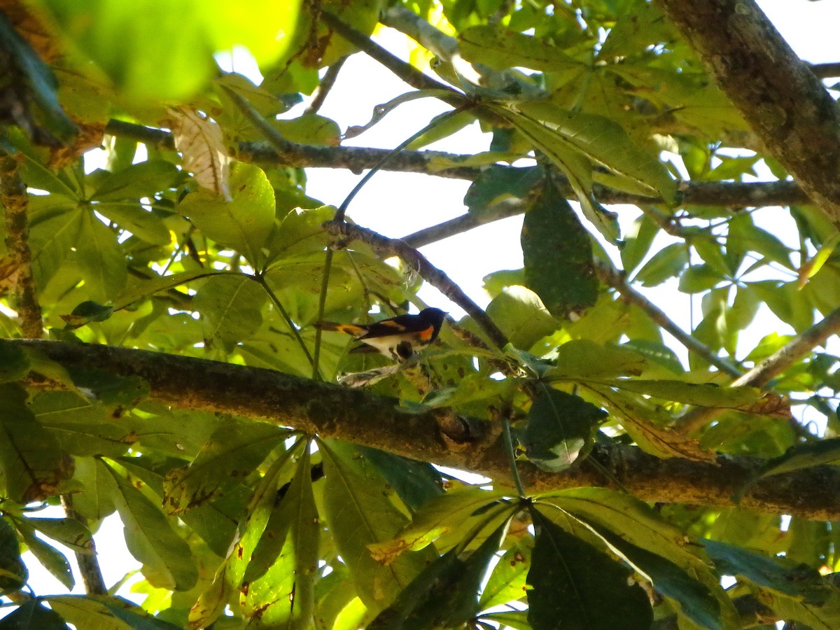 סבכון חכלילי - ML647352994