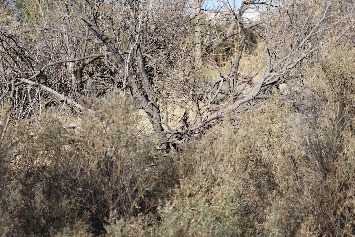 Curve-billed Thrasher - ML647352996