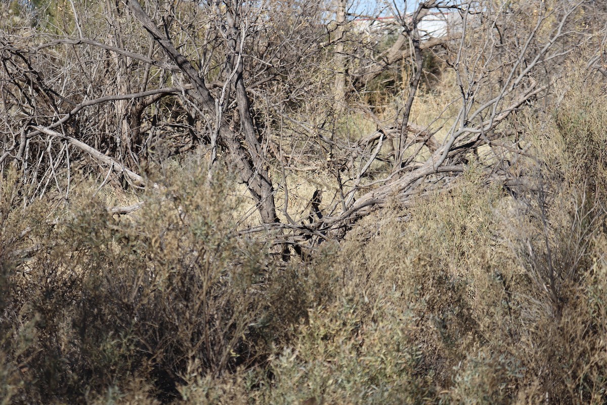 Curve-billed Thrasher - ML647352997