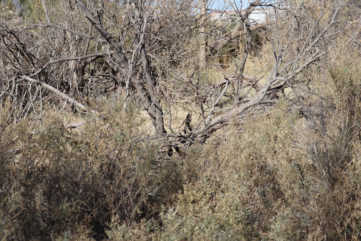 Curve-billed Thrasher - ML647352998