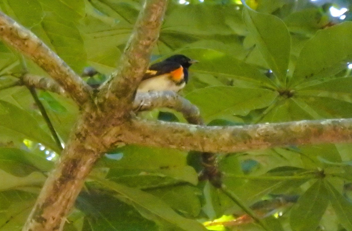 סבכון חכלילי - ML647353001