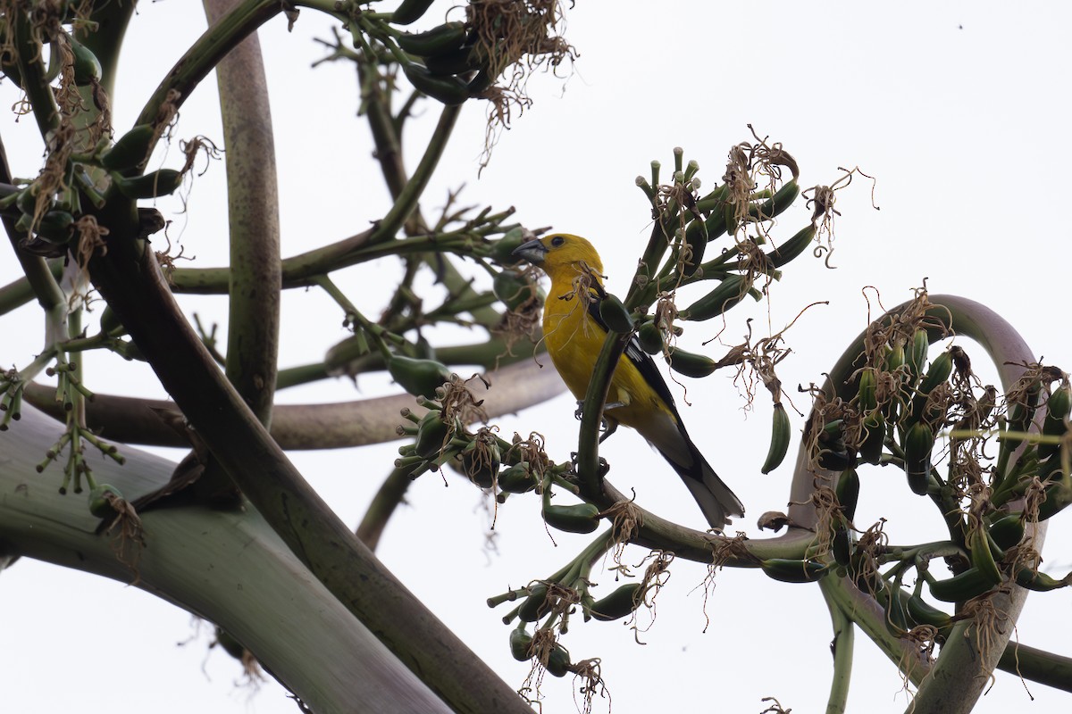 Golden Grosbeak - ML647353004