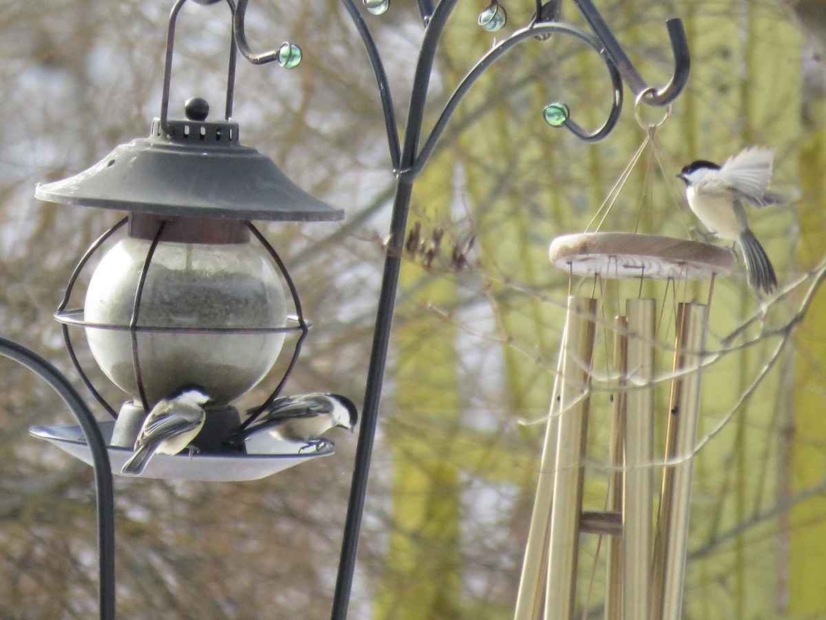 Black-capped Chickadee - ML647353008
