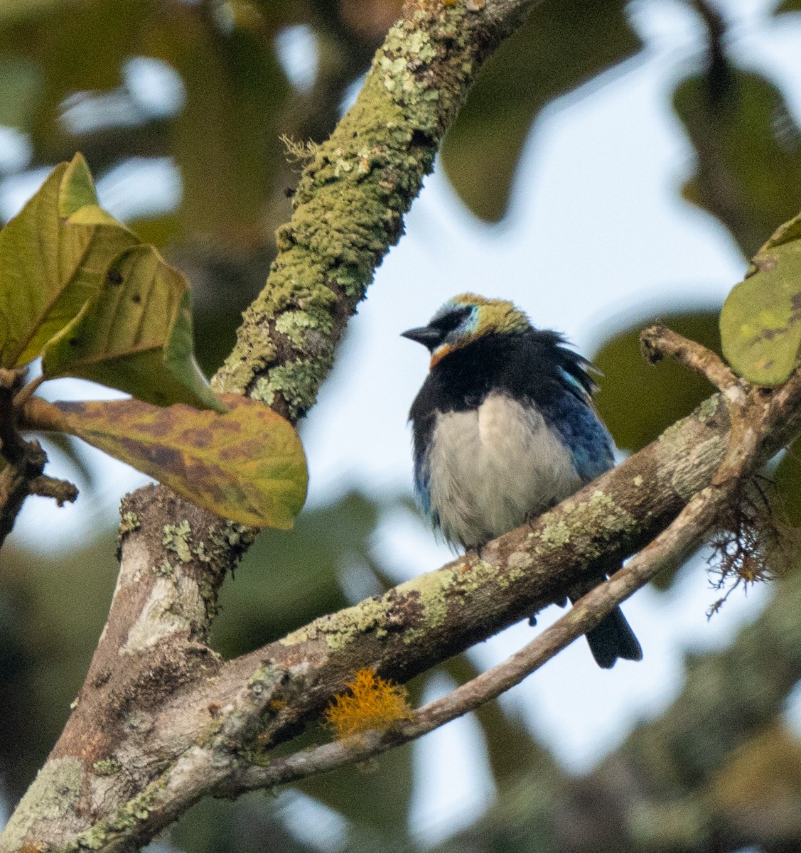 Golden-hooded Tanager - ML647353009