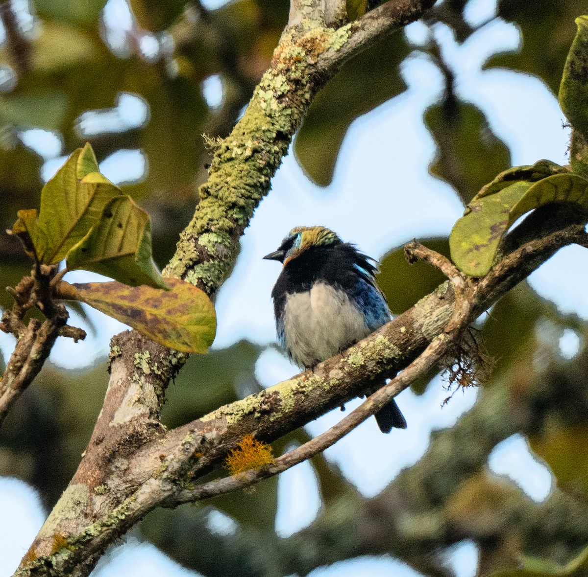Golden-hooded Tanager - ML647353010