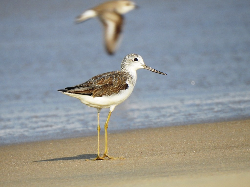 Common Greenshank - ML647353016