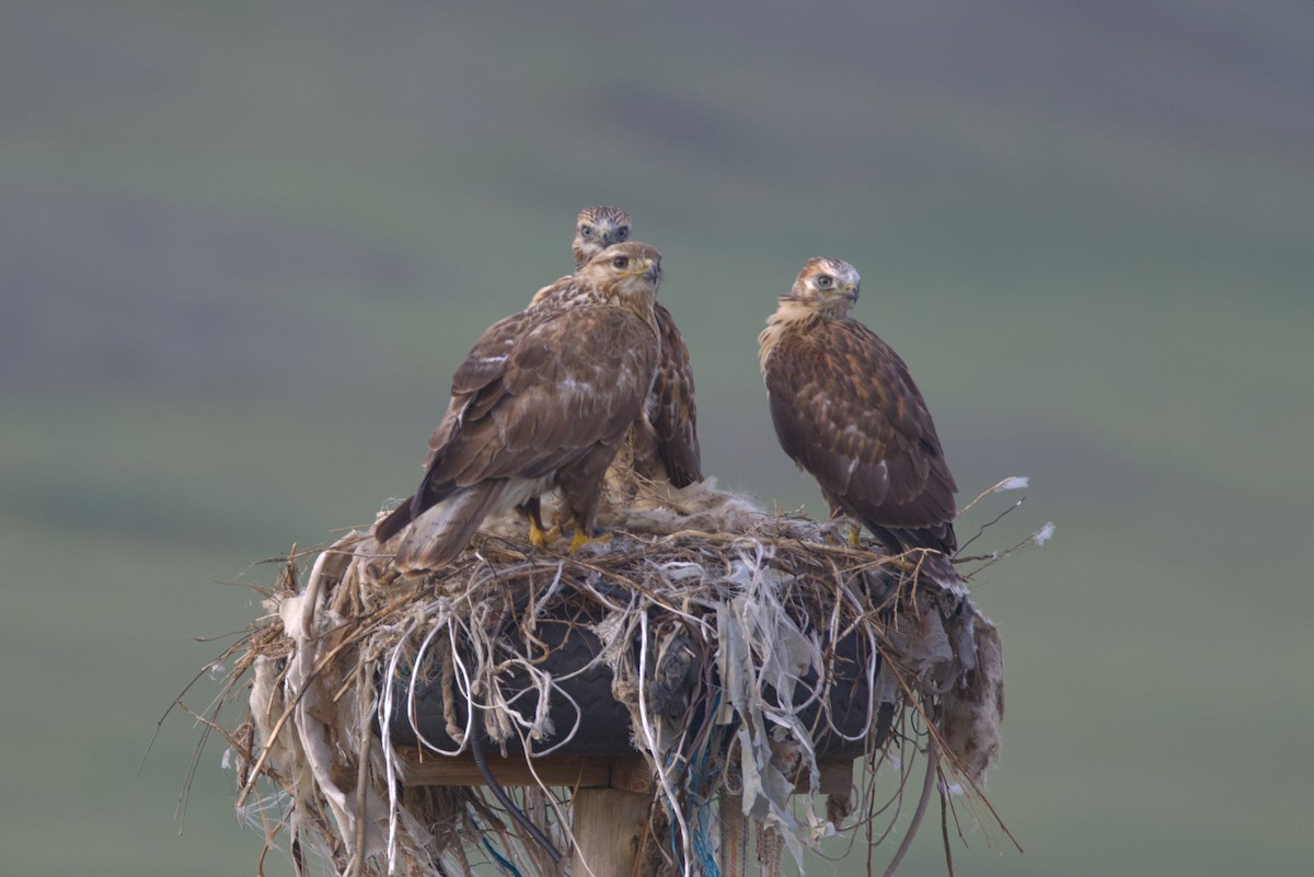 Busardo Mongol - ML647353017