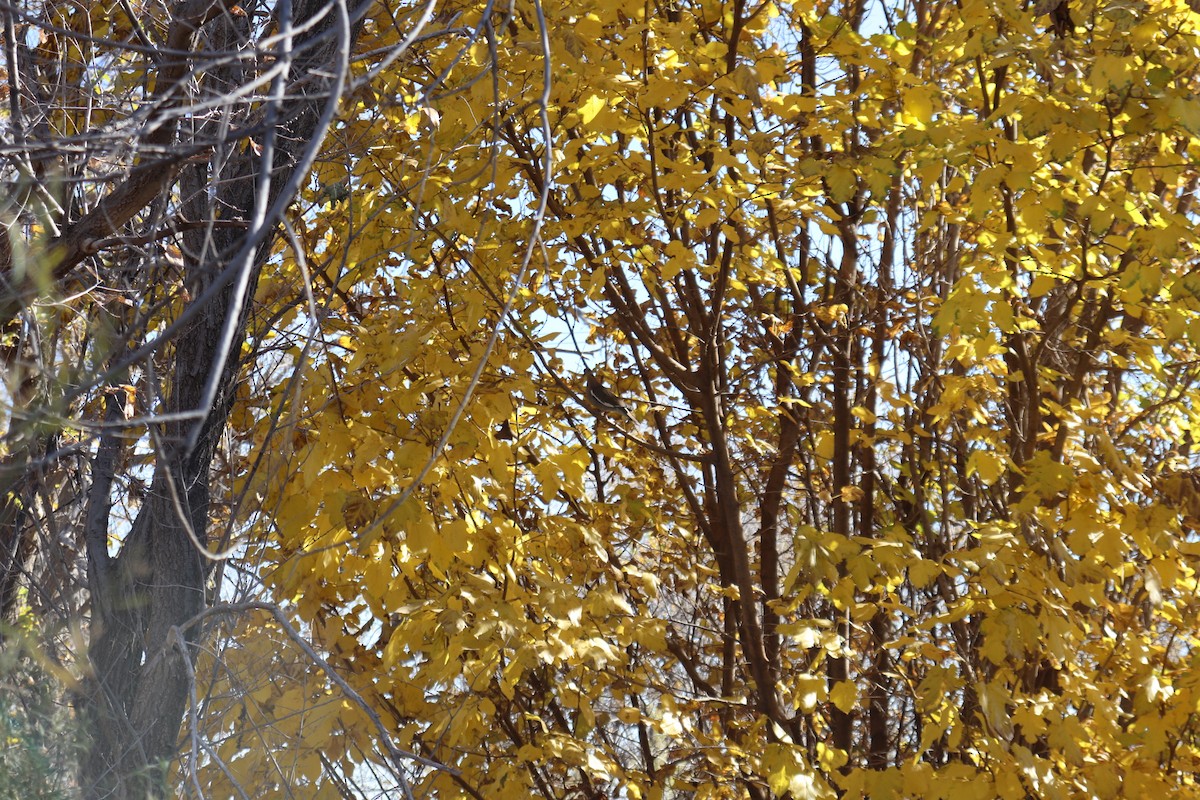 White-winged Dove - ML647353026