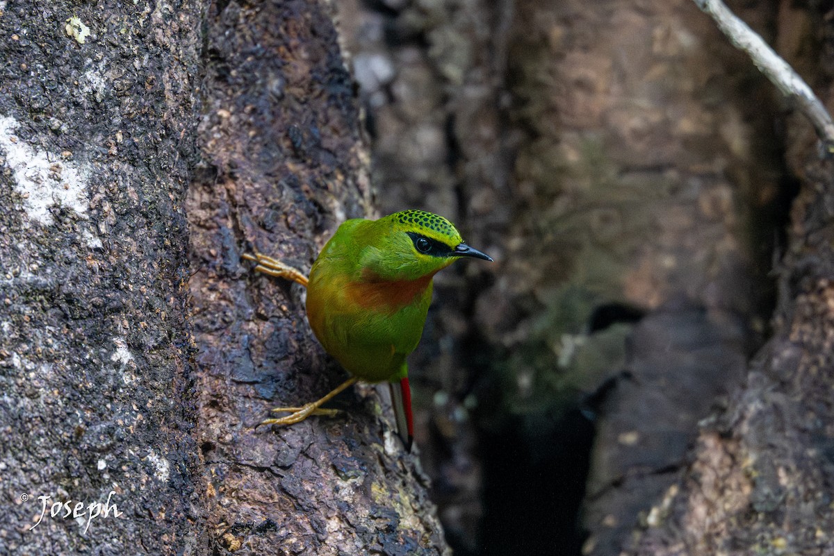 Fire-tailed Myzornis - ML647353027