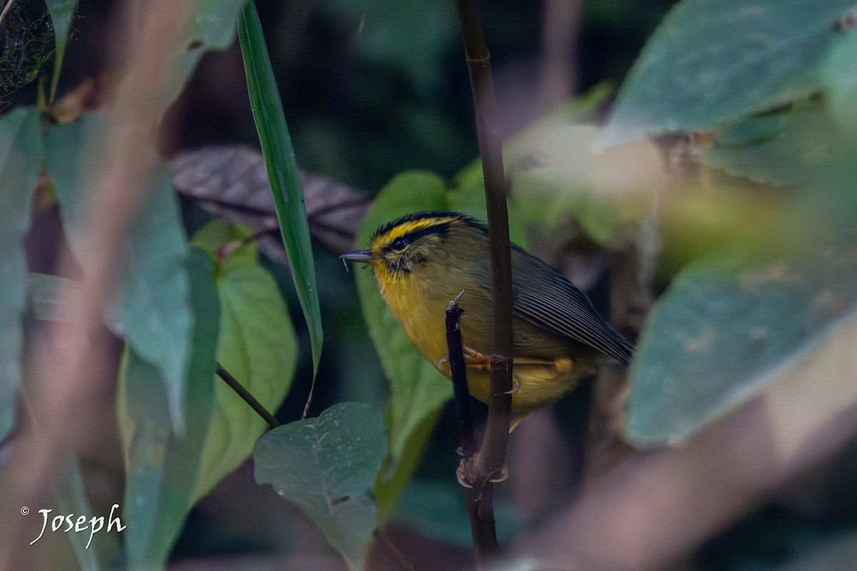 Yellow-throated Fulvetta - ML647353030