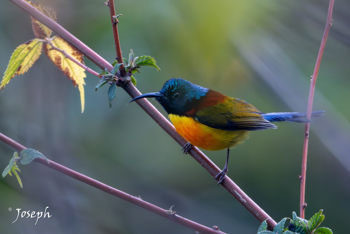 Green-tailed Sunbird - ML647353034