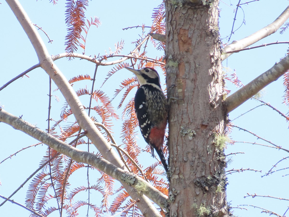 White-backed Woodpecker - ML647353037