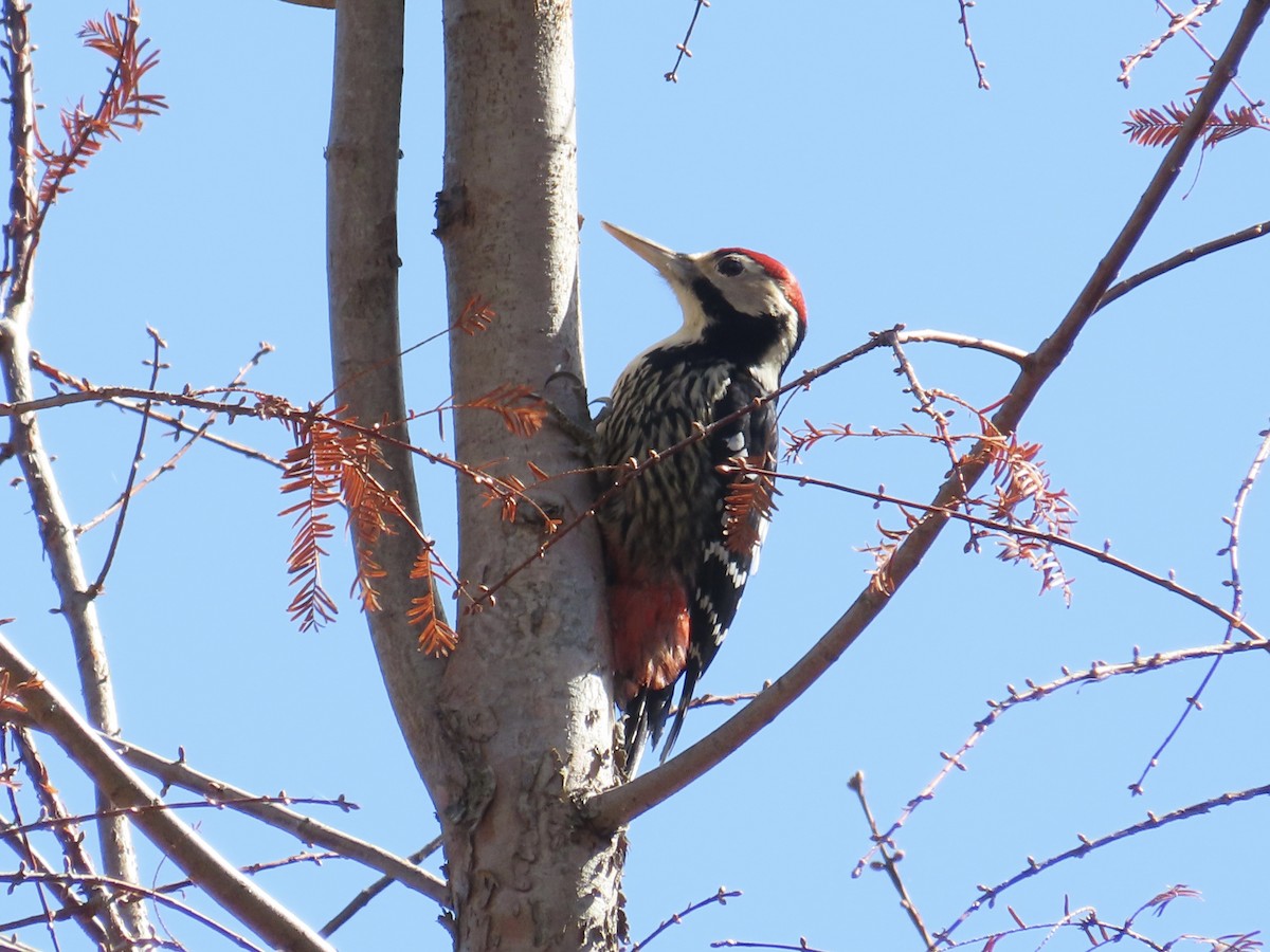 White-backed Woodpecker - ML647353038