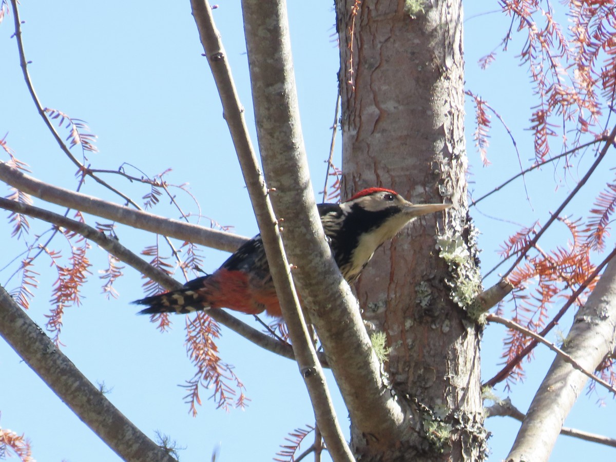 White-backed Woodpecker - ML647353039