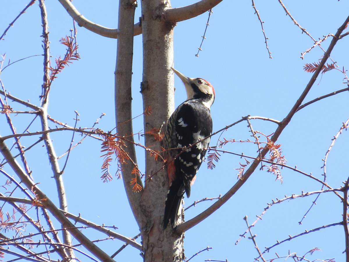 White-backed Woodpecker - ML647353040