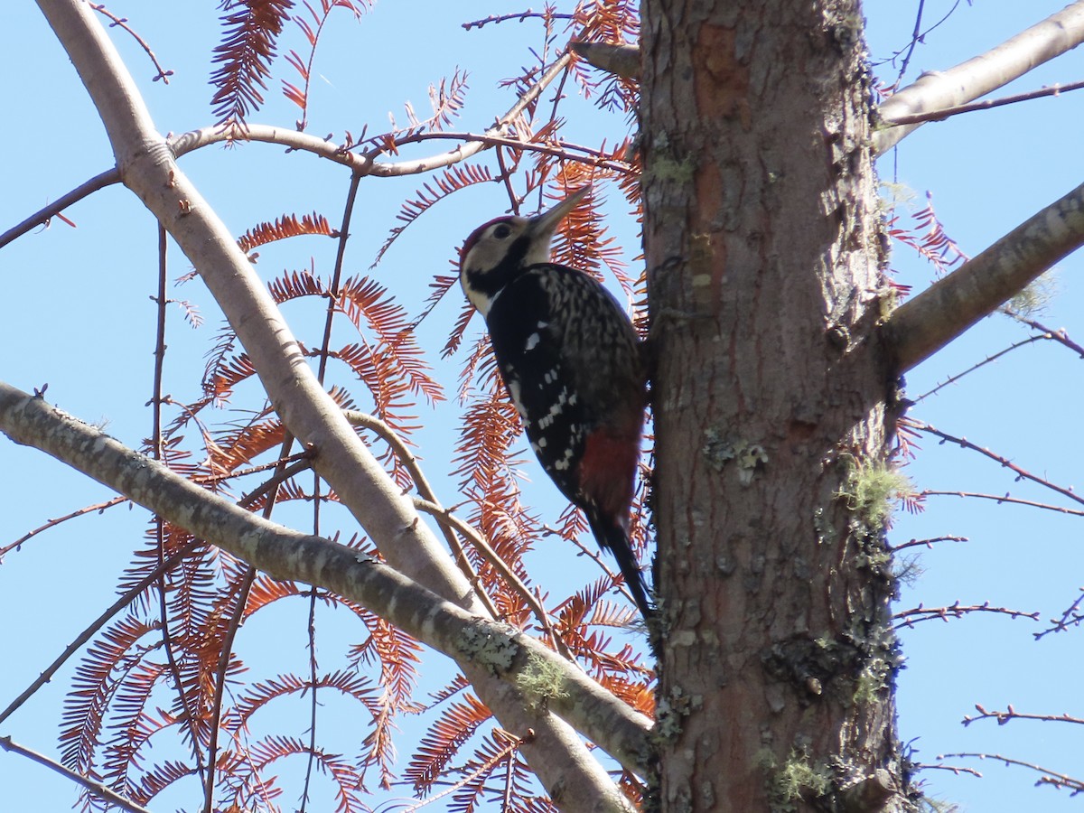 White-backed Woodpecker - ML647353041