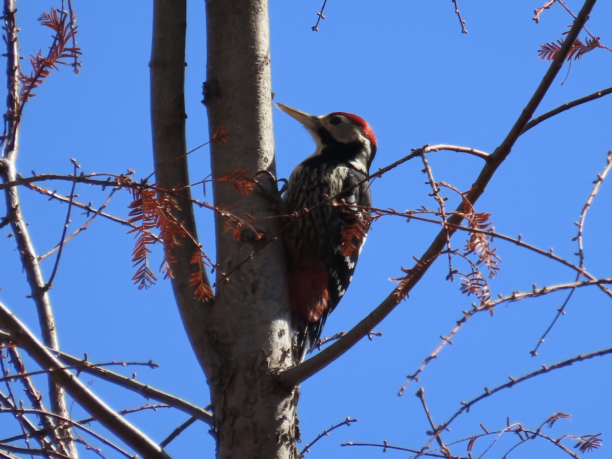 White-backed Woodpecker - ML647353042