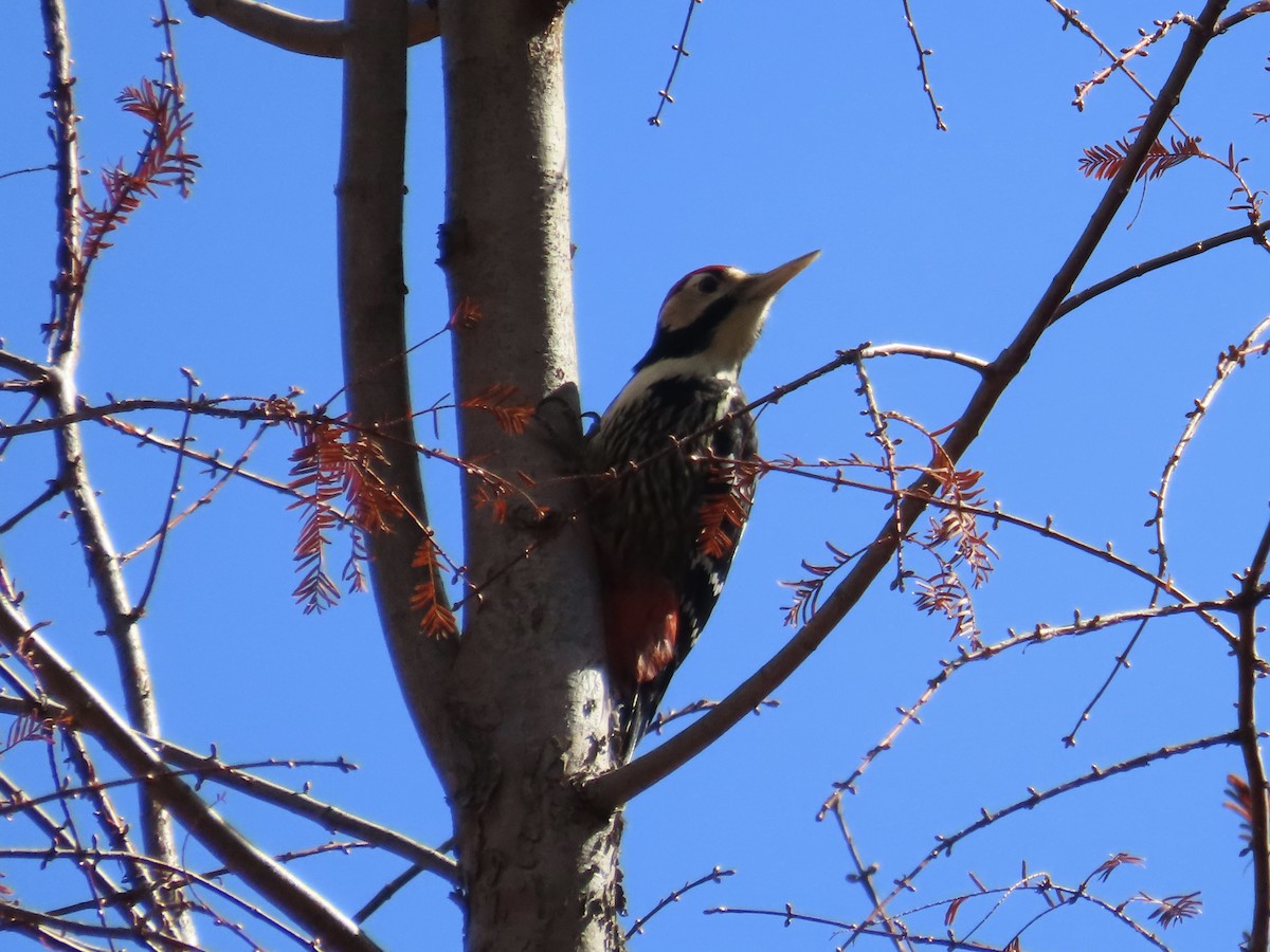White-backed Woodpecker - ML647353043