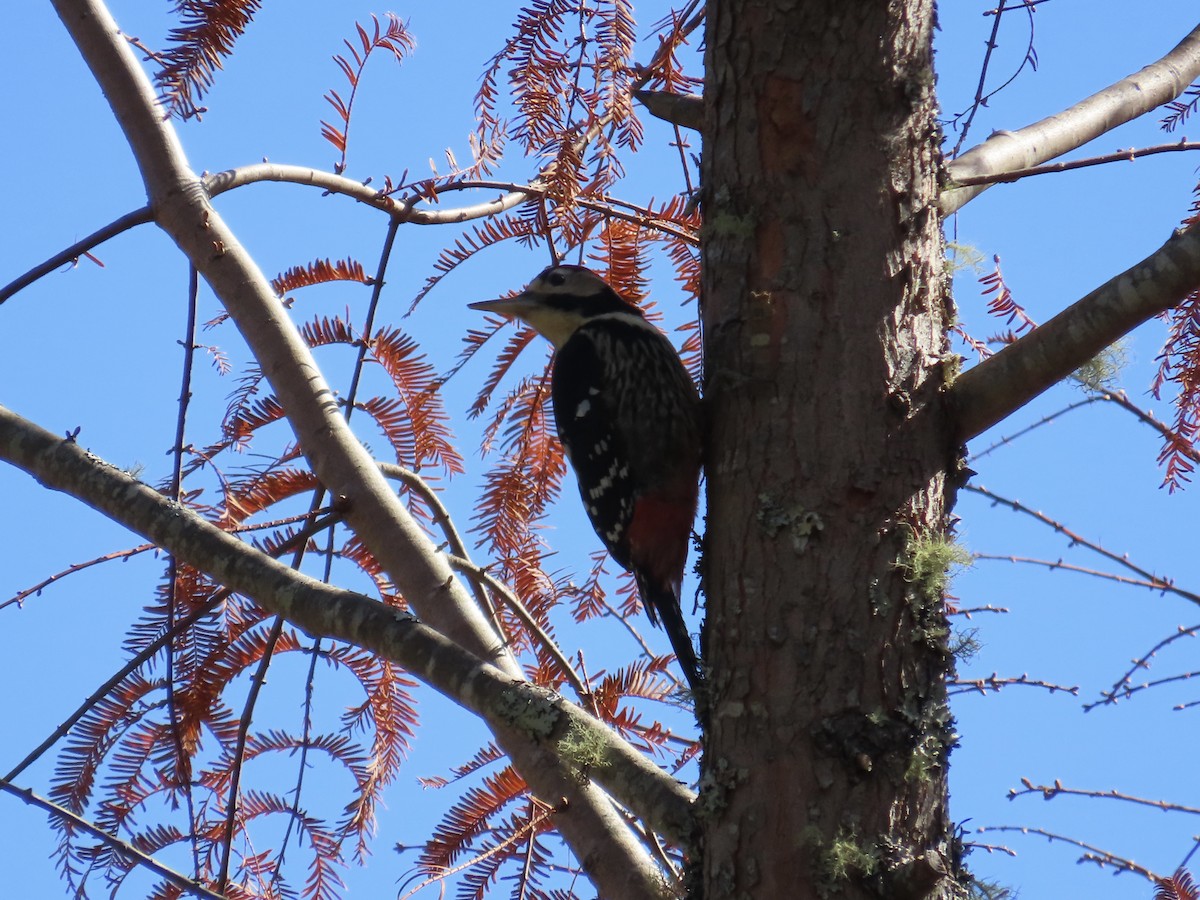 White-backed Woodpecker - ML647353044