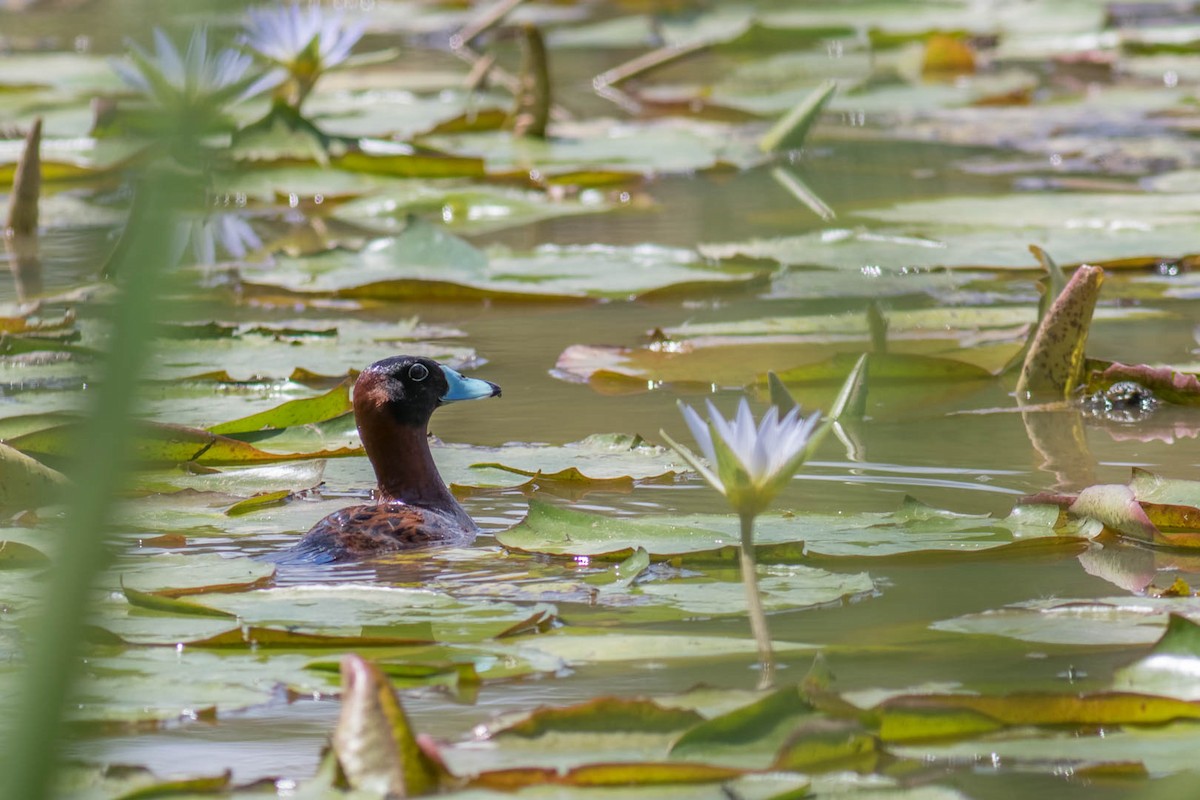 Masked Duck - ML647353045