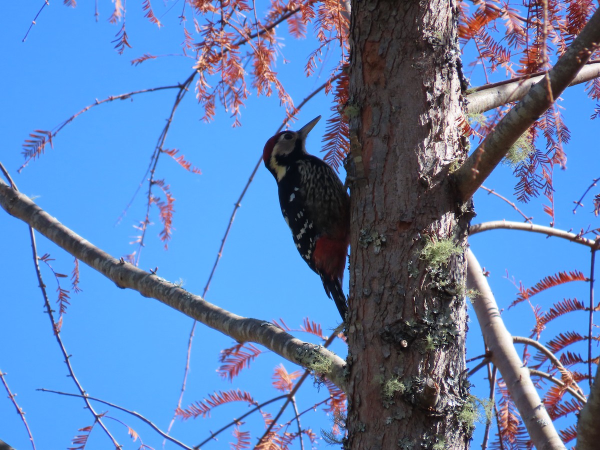 White-backed Woodpecker - ML647353046