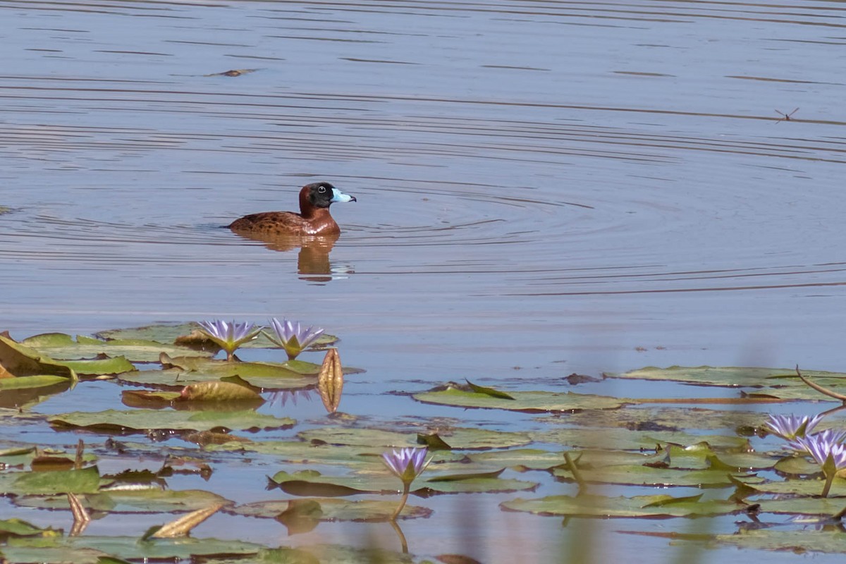 Masked Duck - ML647353049