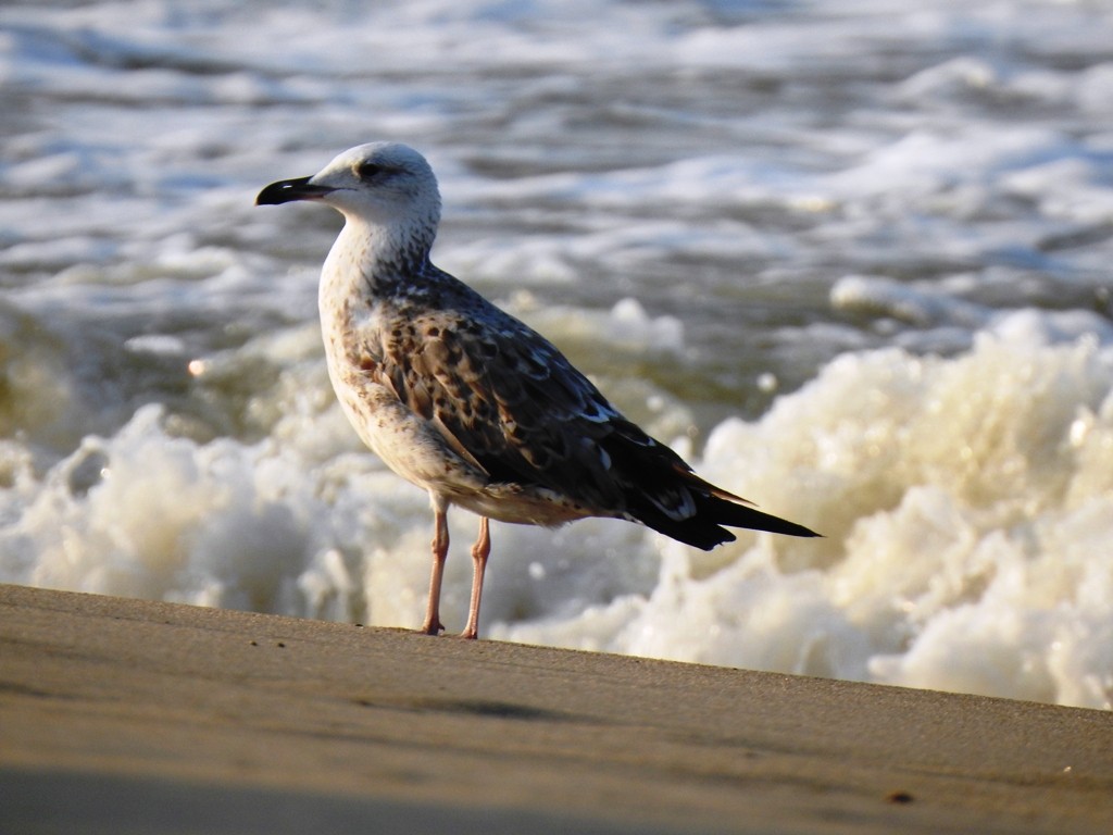 Lesser Black-backed Gull - ML647353064