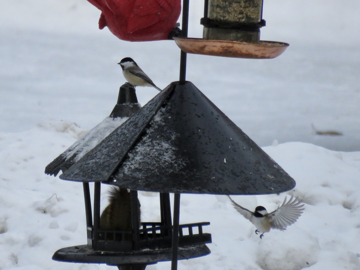 Black-capped Chickadee - ML647353069