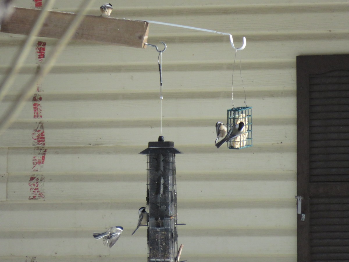 Black-capped Chickadee - ML647353070