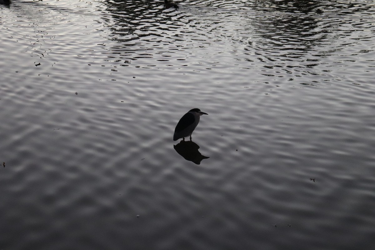 Black-crowned Night Heron - ML647353096