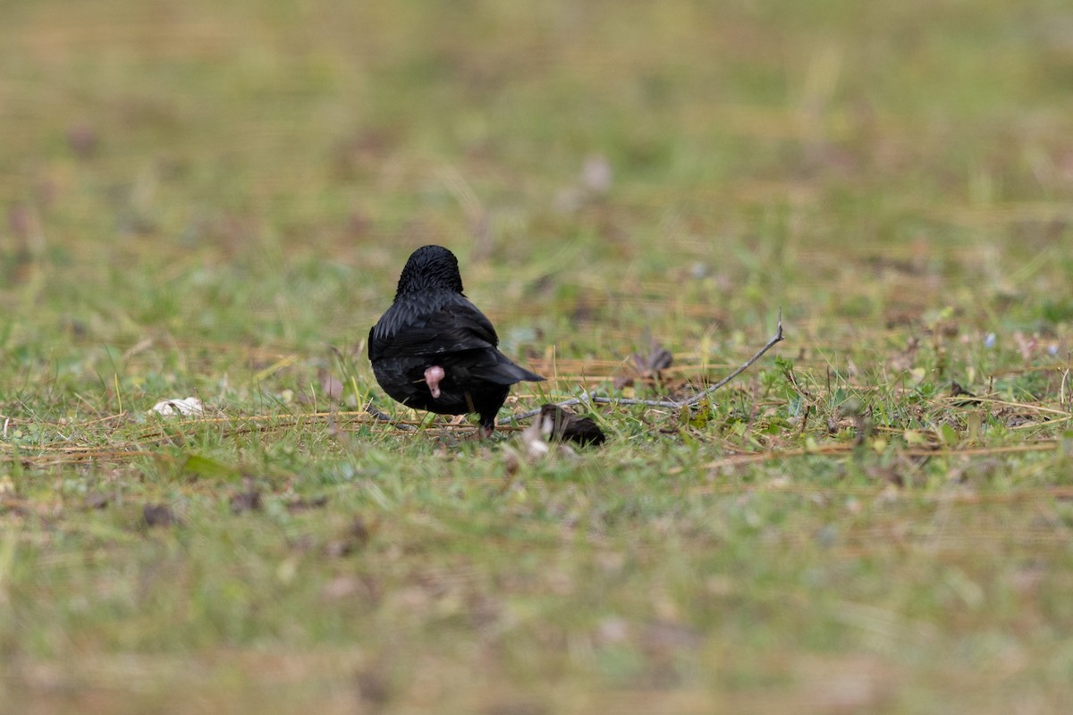 Spotless Starling - ML647353099