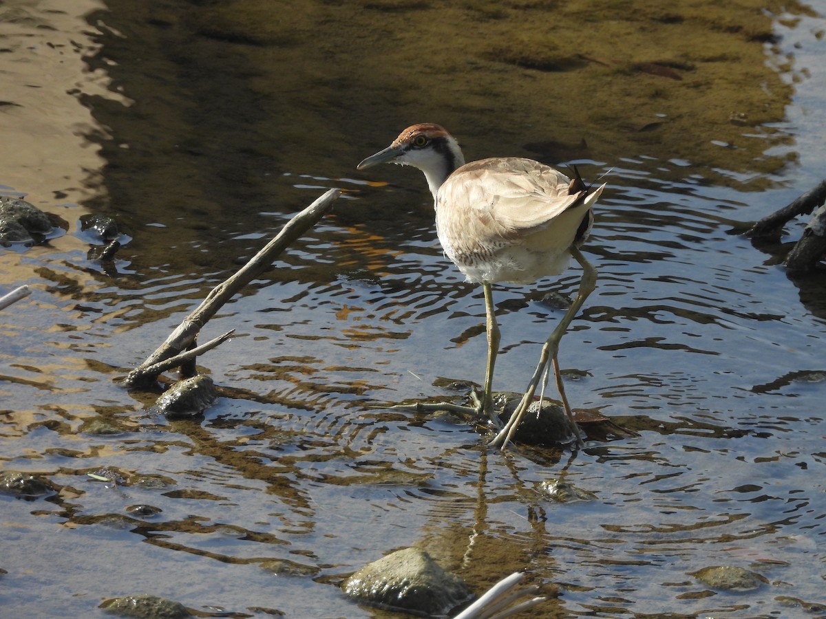 fasanbladhøne - ML647353100