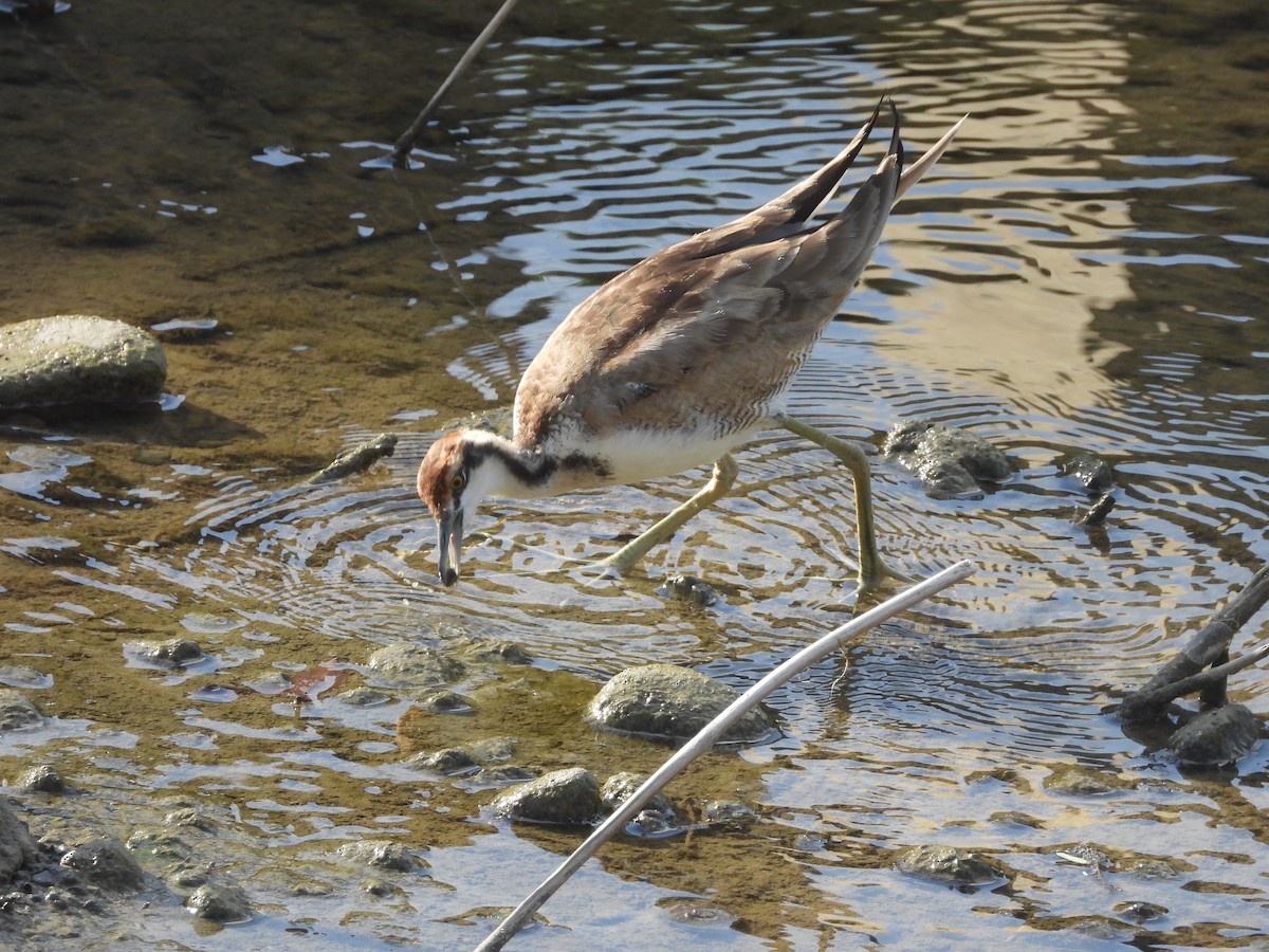 fasanbladhøne - ML647353101