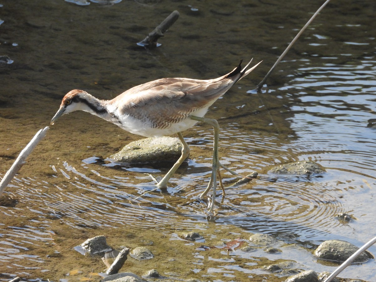 fasanbladhøne - ML647353102