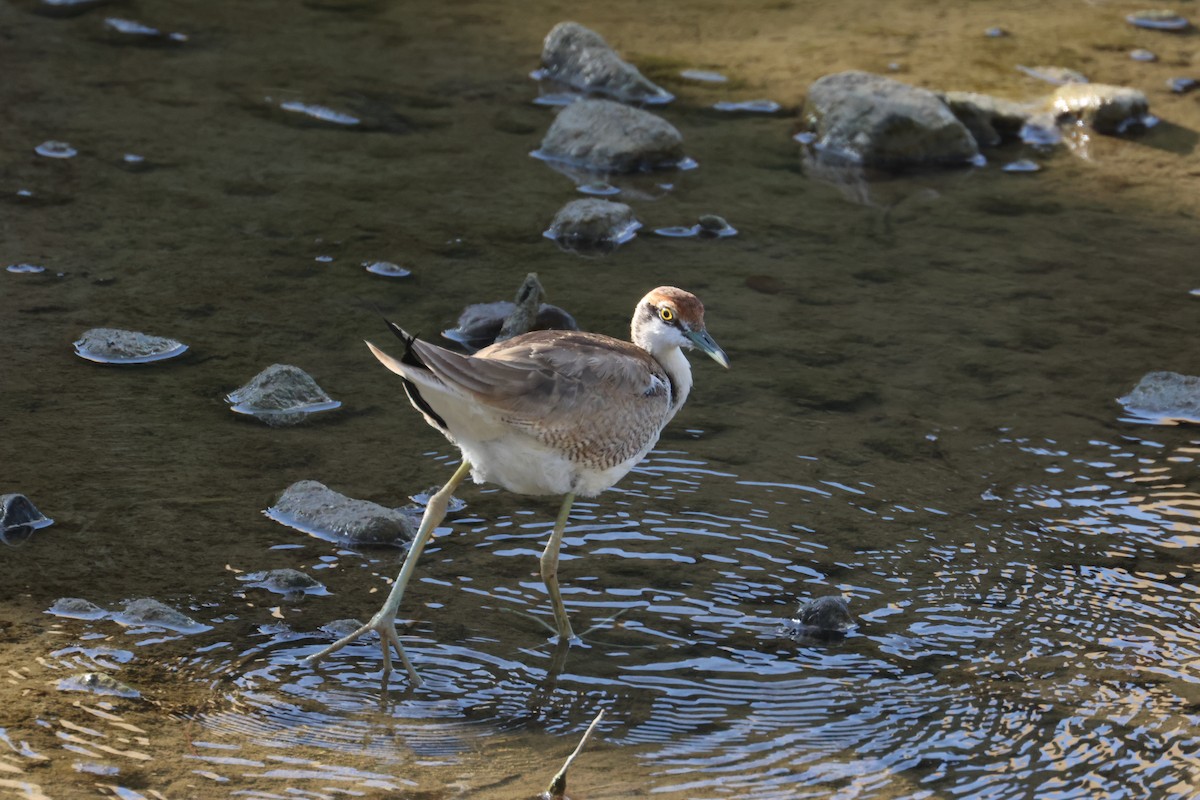 fasanbladhøne - ML647353104