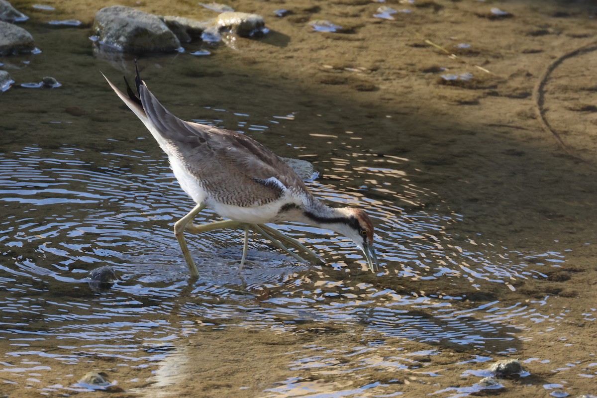 fasanbladhøne - ML647353105