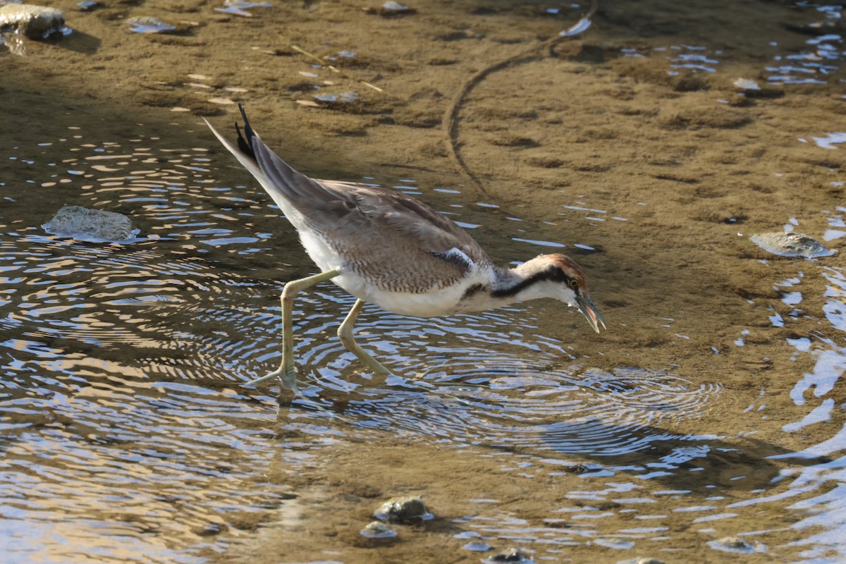 fasanbladhøne - ML647353107