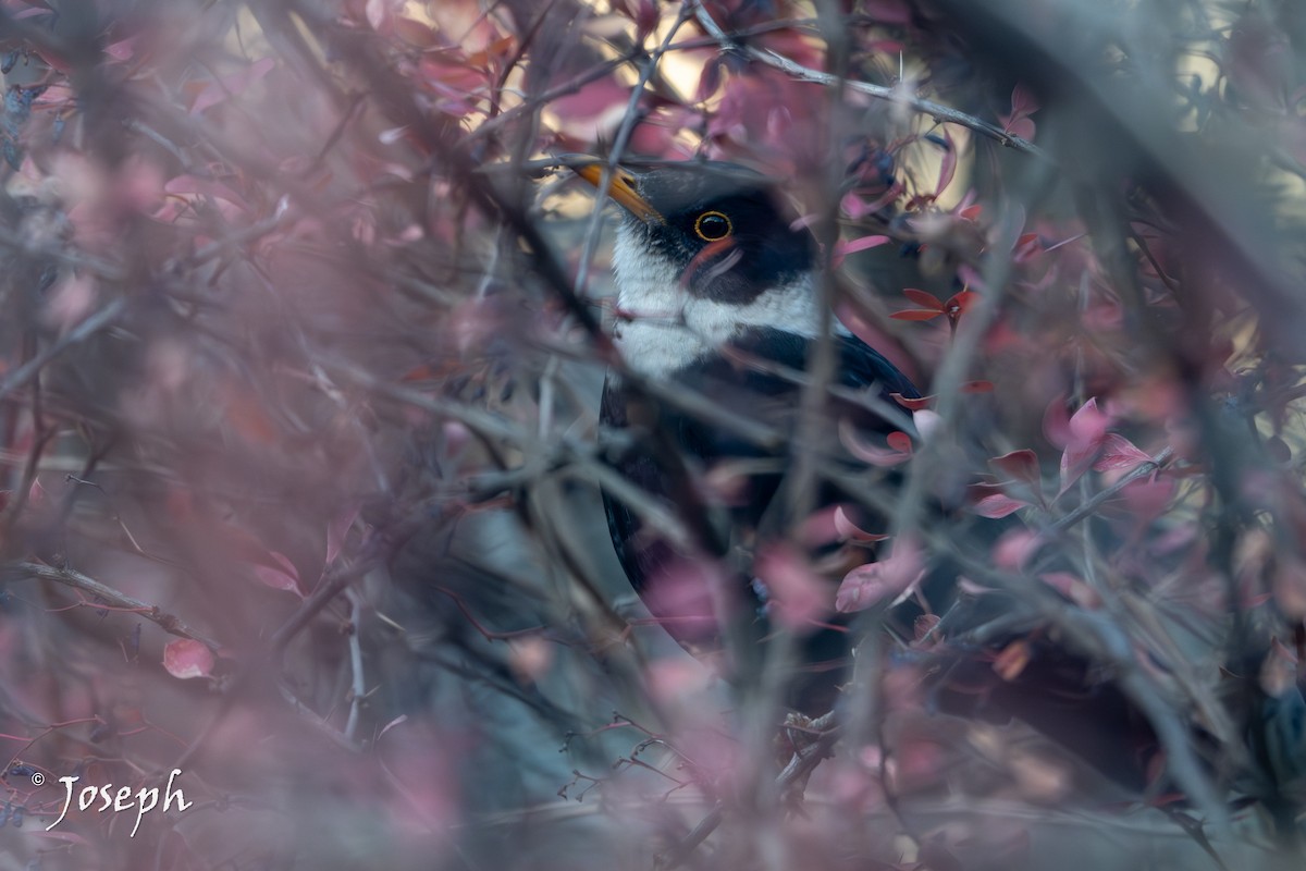 White-collared Blackbird - ML647353116