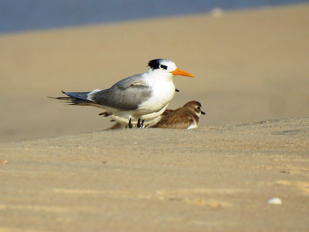 Bengalako txenada - ML647353120