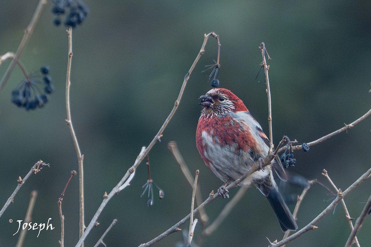 Three-banded Rosefinch - ML647353123