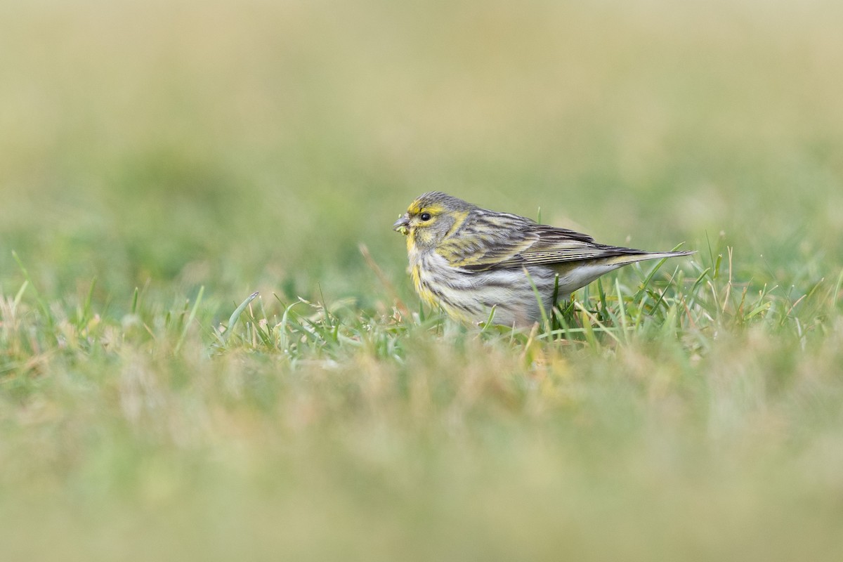 Txirriskila arrunta - ML647353125